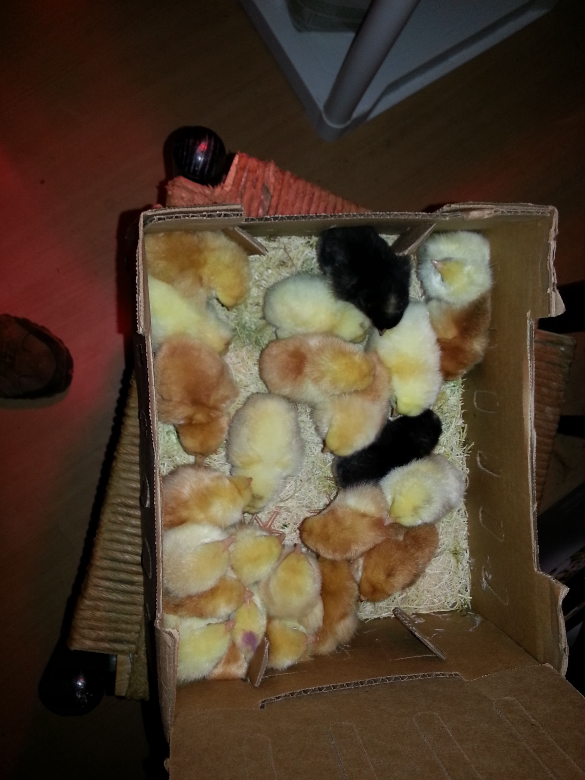 This order (for 8 chicks) came from Ideal Poultry. Everyone was happy, healthy, and cheeping away.