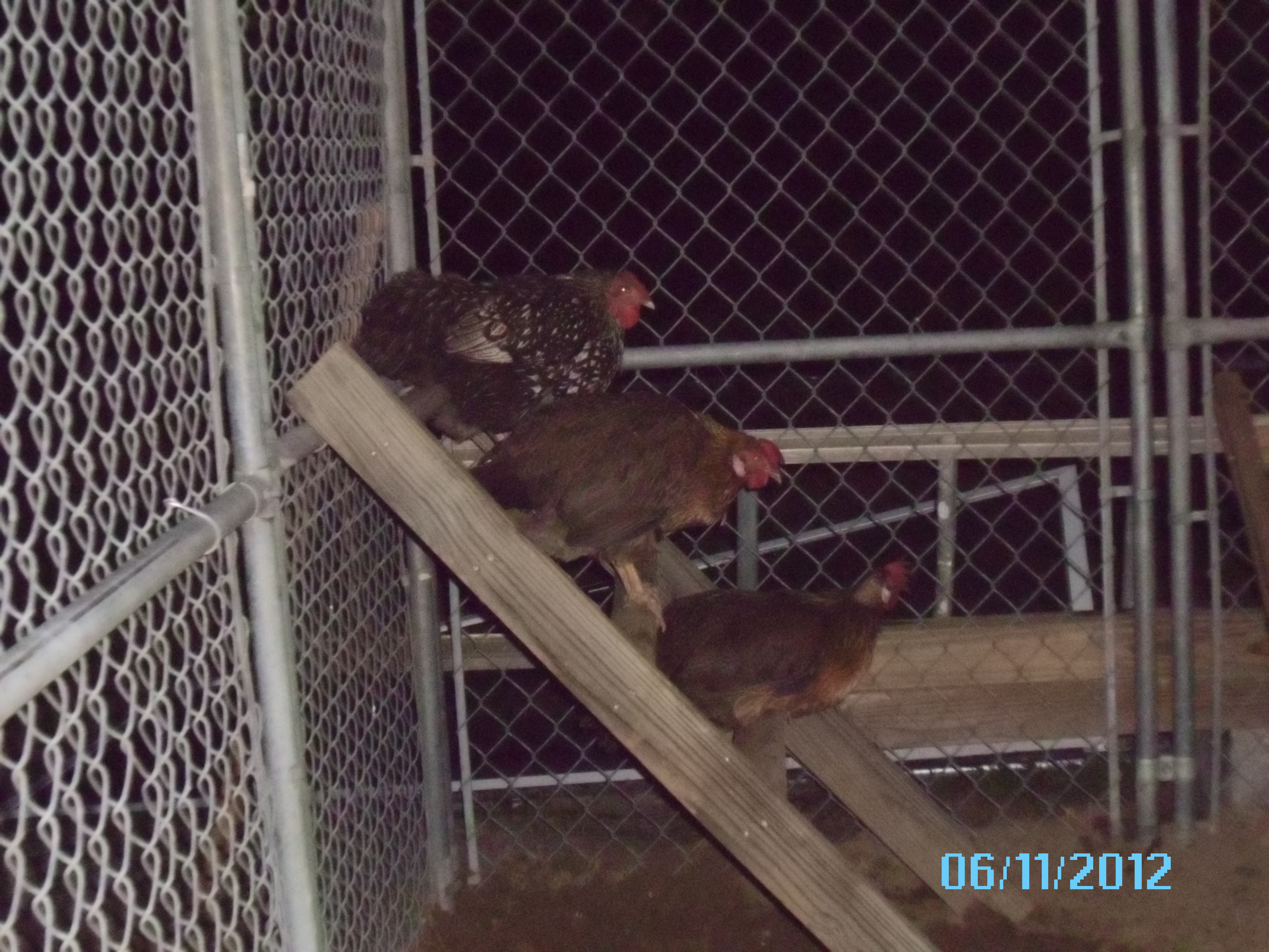 This particular roost is set up at the front of the pen, this is the same view just not as up close.