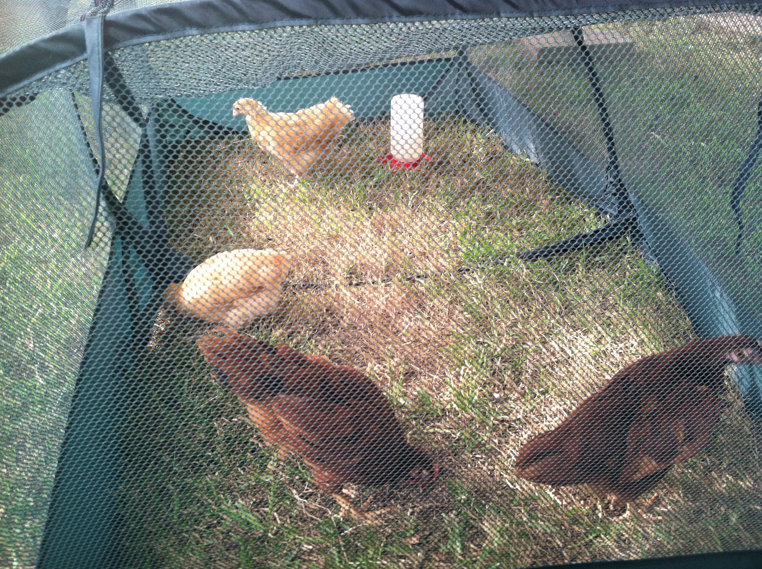 This Peck & Play enclosure saved the day while we were building the coop. Ordered on line $49.95 +shipping. $65. I was able to set them up in the yard and help hubby with the coop. Can't leave them completely alone, it's just a tent but what a lifesaver!  Stake it down put them in with food and water, move them where you want and your hands free while they scratch the ground