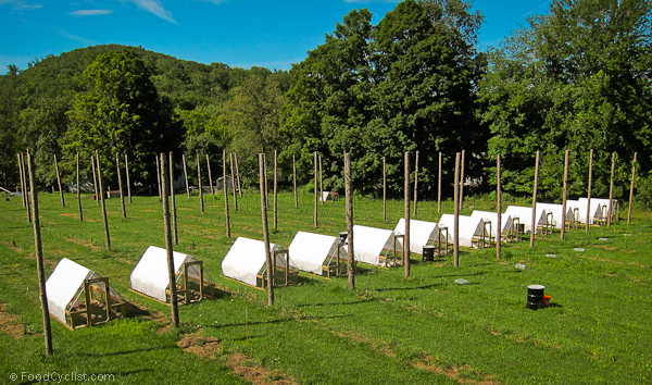 This photo of my chicken tractors was taken in the hop yard of the farm that I relocated to. We're going to start a brewery and we used my birds to fertilize in between the rows.