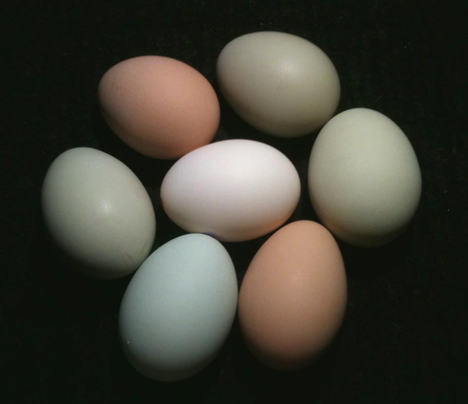 This photo represents all of the eggs from all of my hens.

Zoe - Brown Leghorn - White (middle)
Inara - SLW Brown (top)
Saffron - EE - Olive (top)
Bridget - EE - Green Matte (right)
Nandi - SLW - Brown (bottom)
Yolanda - EE - Blue (bottom)
Kaylee - EE - Green (left)