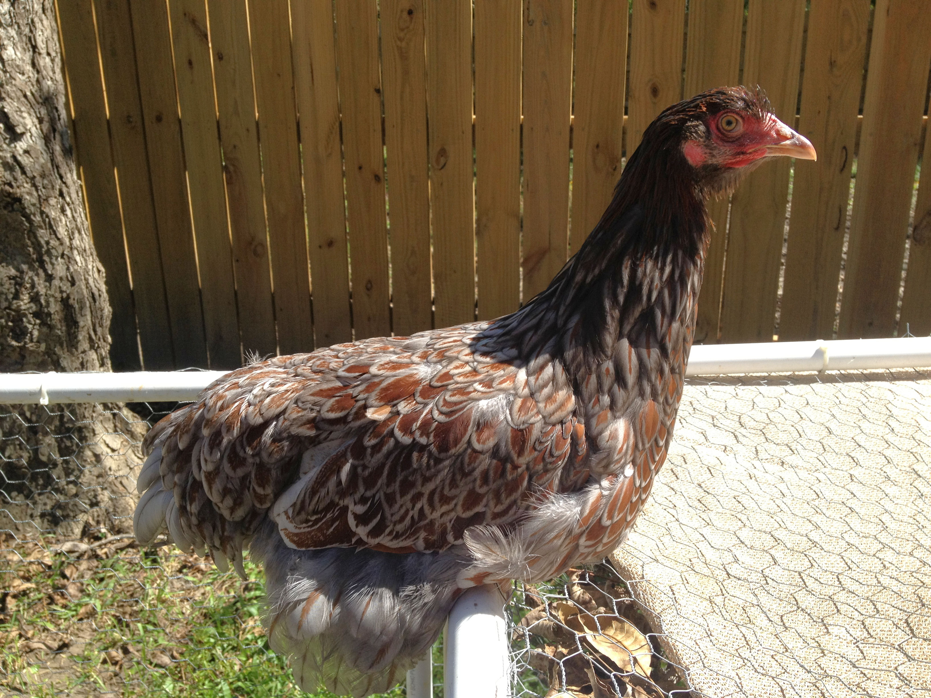 This photo was taken just after she was shipped to me in October, 2012.  I really need to take an updated photo...she is very nice. She is the 2nd youngest pullet in the group.