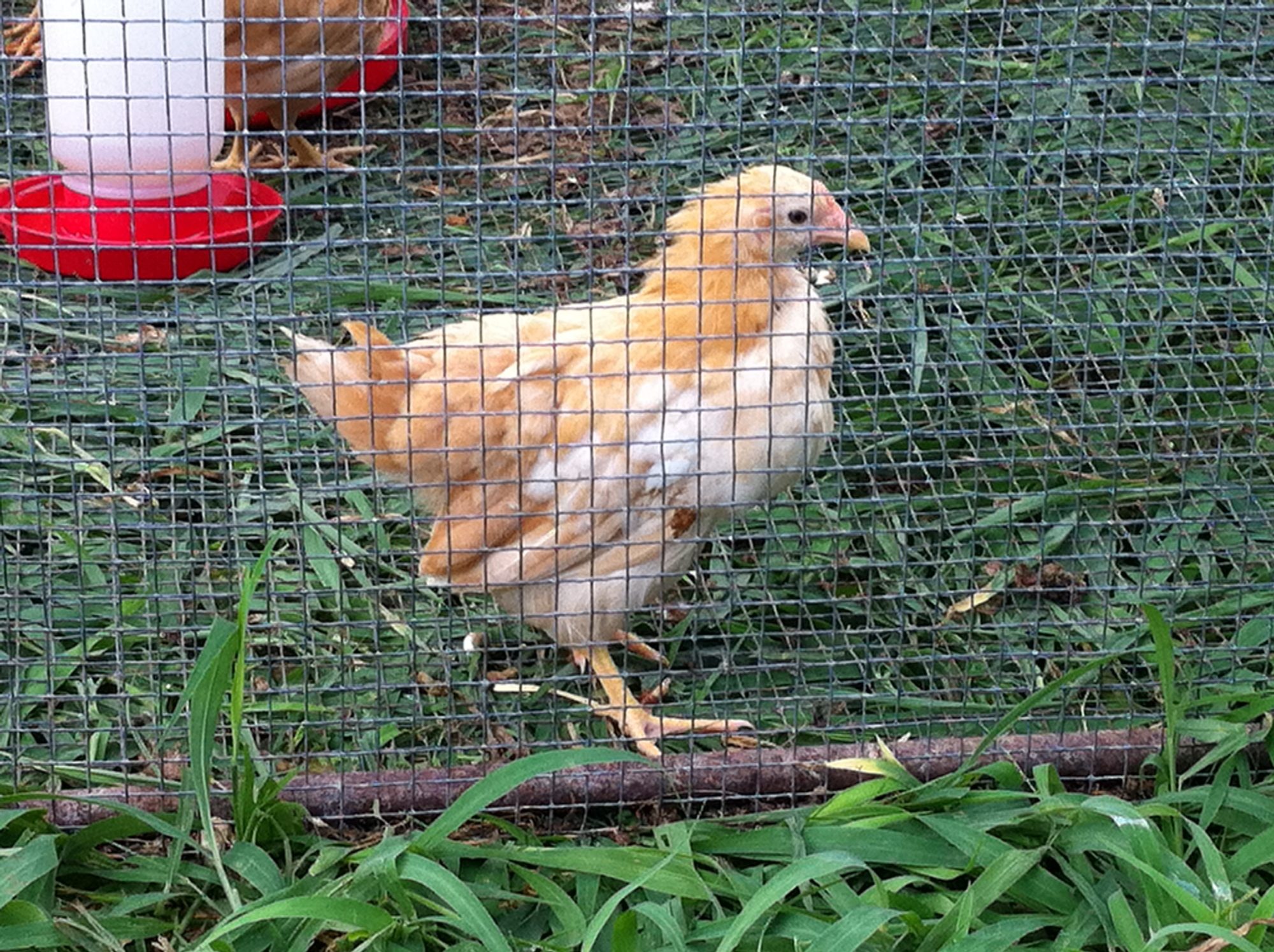 THis pic also taken around 7 weeks. Celeste, we thought her feathers looked like clouds!
