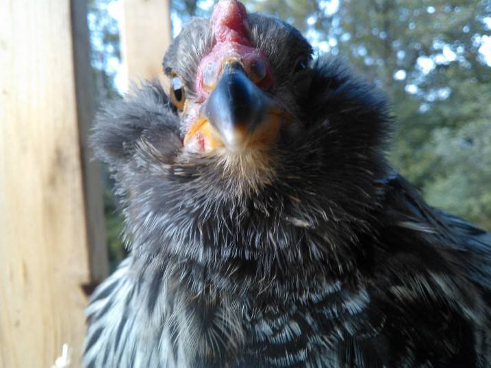This pic reminds me of a Muppet?