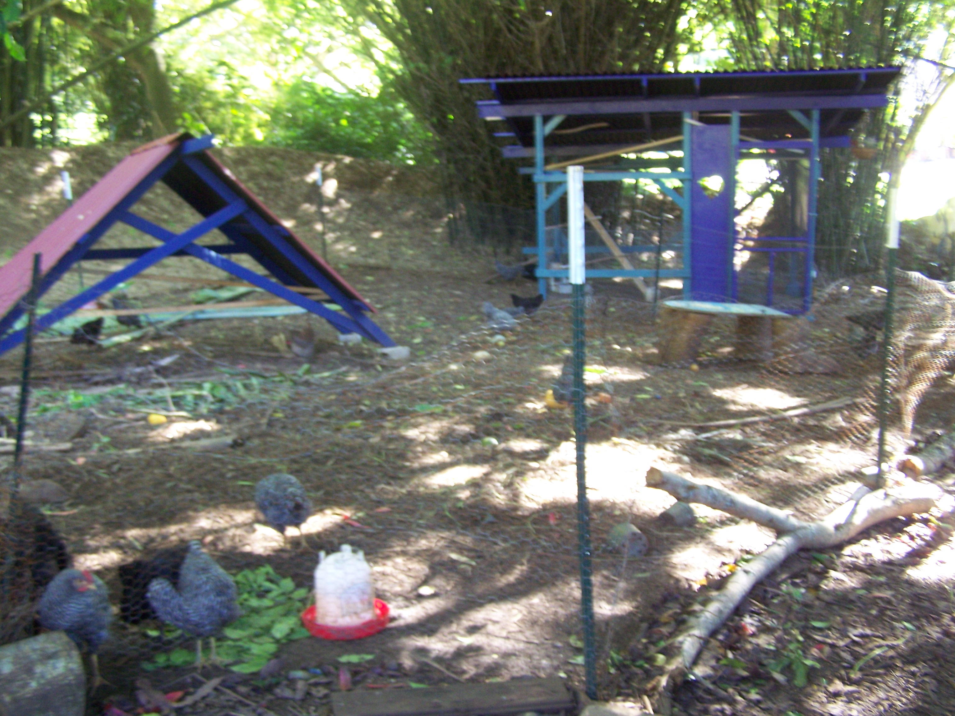 This pic shows the chicken yard with their rain/shade shelter on the left and their coop on the right.