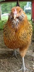 This picture is not originally mine. I have no picture of my chicken, so I borrowed this one.  This is what my Ameraucana hen looks like.