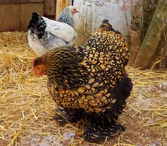 This picture is not originally mine. I have no picture of my chicken, so I borrowed this one.  This is what my Bantam-Cochin hen looks like.