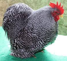 This picture is not originally mine. I have no picture of my chicken, so I borrowed this one.  This is what my Bantam-Cochin rooster looked like. He has passed away.