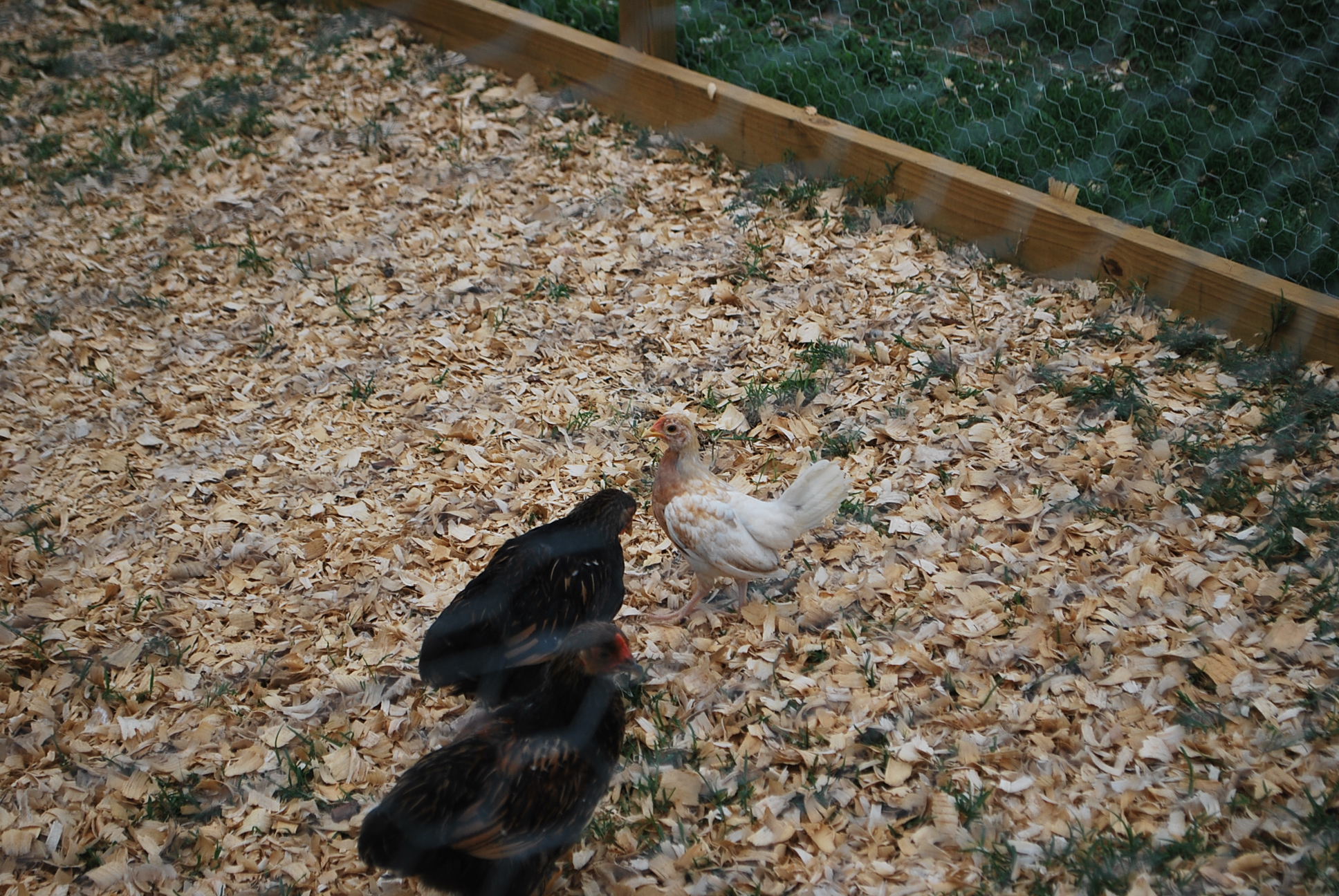 This picture is of my feathered legged Bantams
