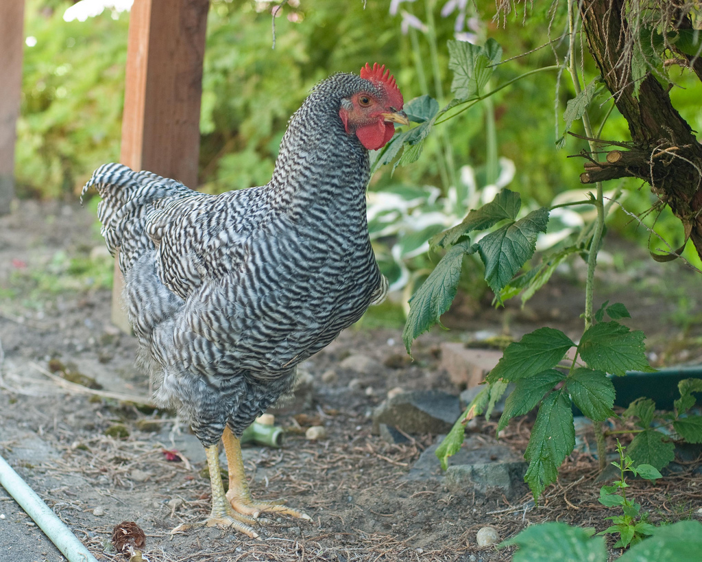this picture is of our little rouser. The only chick that was unnamed turned out to be a barred rock rooster. He is very sweet, but is now beginning to make rooster sounds and it's time to find him a new home.