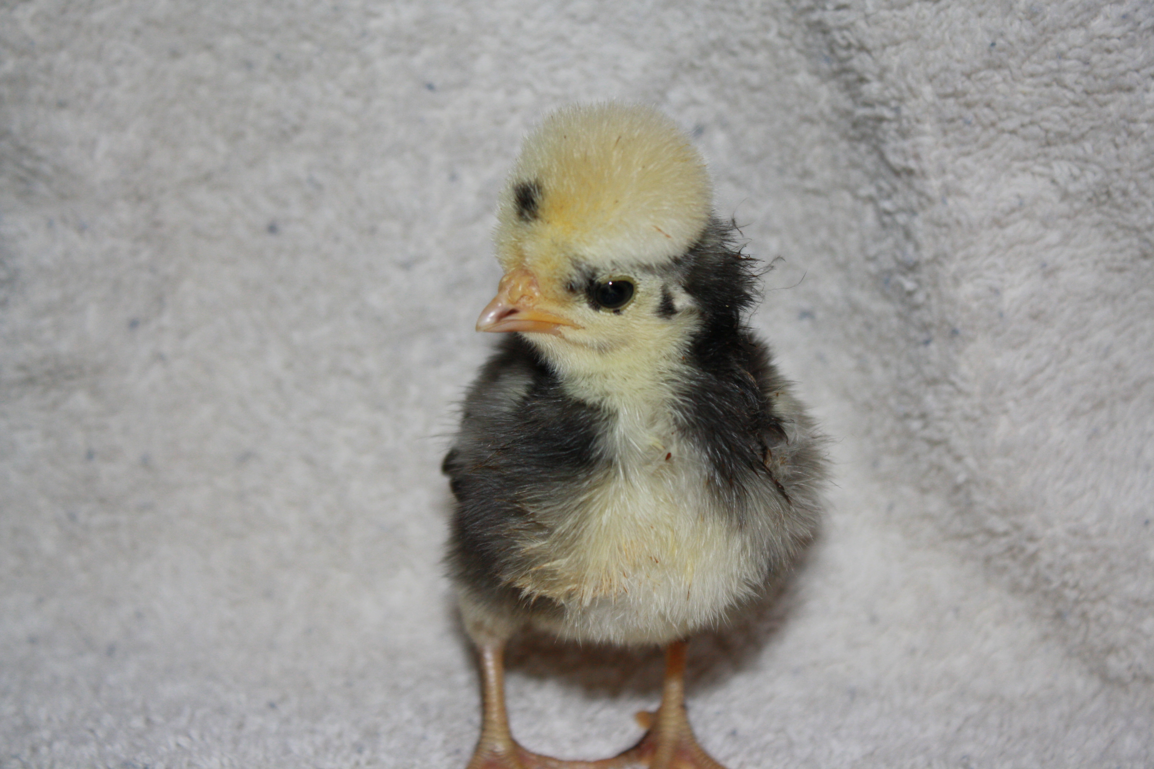 This poor little girl somehow gets poop EVERYWHERE.  I have had to give her a bath twice in 18 hours......