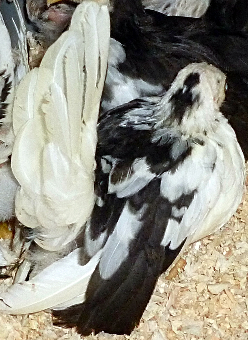 This pullet is from a special pen, working with mottled and type..