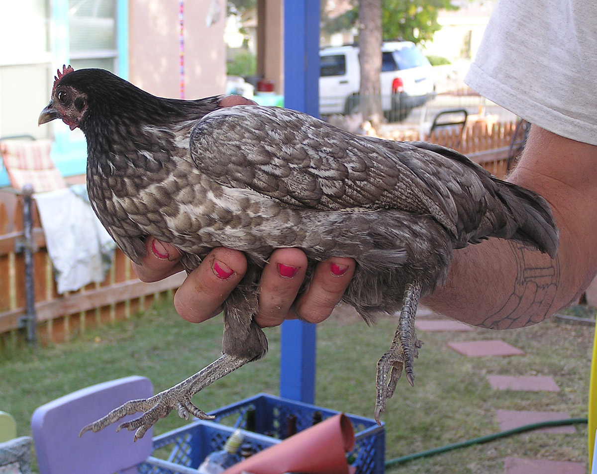 This pullet showed up in my yard unattended. Last night she roosted in