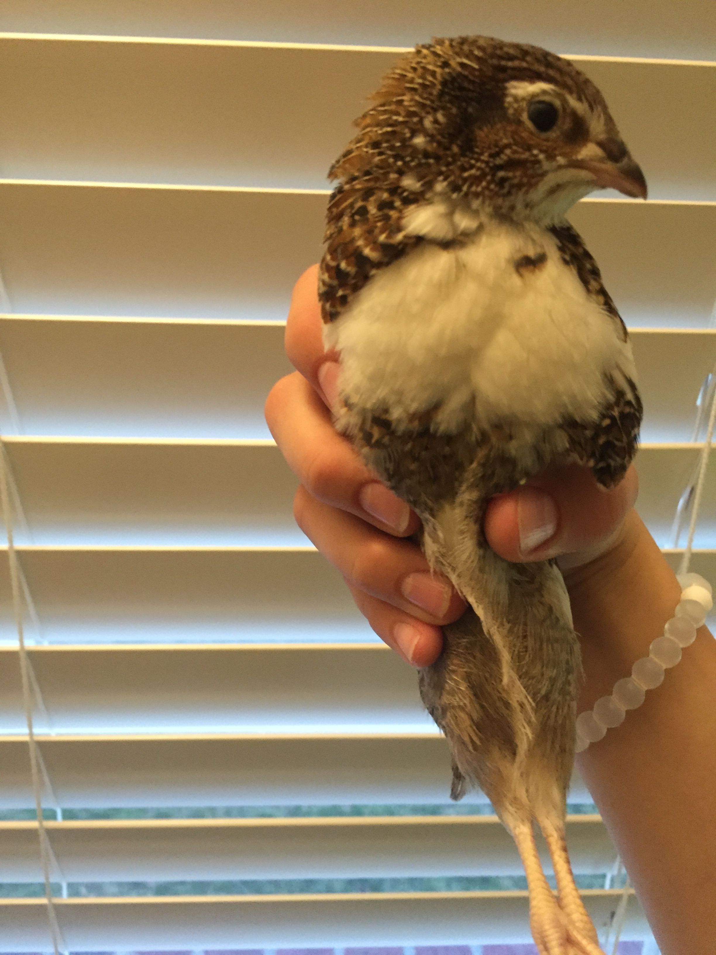 This quail on the other hand is my white breasted coturnix quail  which I have not been able to sex because of its color mutations and also because of its age of five weeks old if you have any tricks on sexing Quail please let me know!!