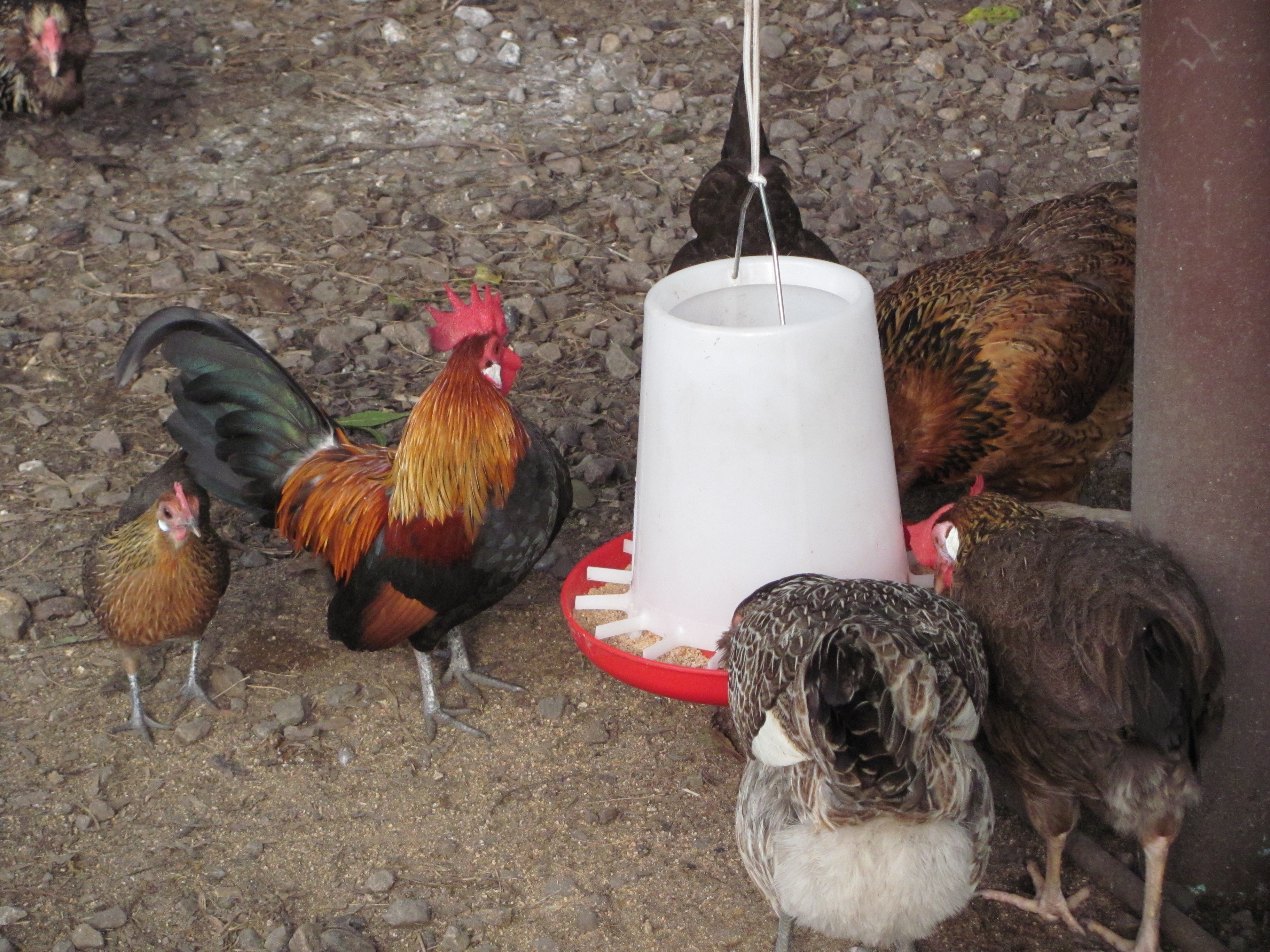 This Roo "Dutchie" is the papa to all the dutch bantams