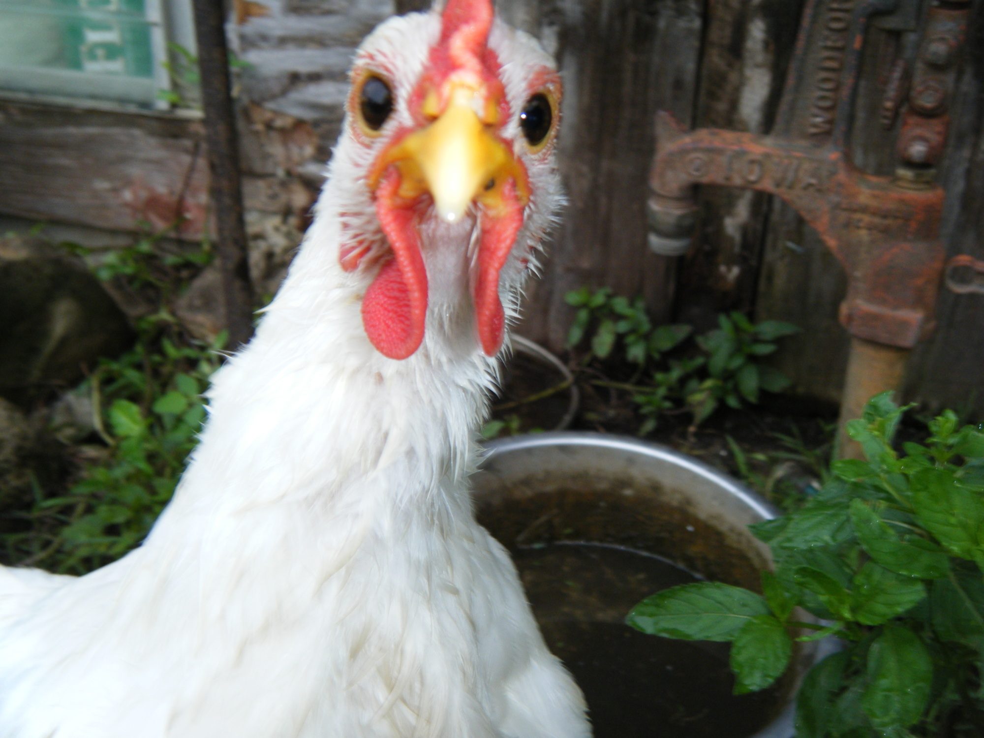 This Roo's name was Mr.Bagawkbagawk.  He loved all my bantams and they loved him.  A hawk got him though :'(