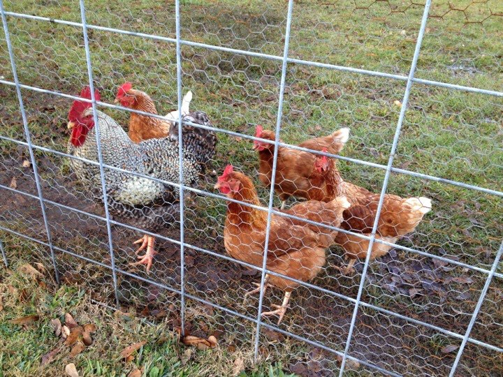 *
this rooster was a rescue he was caged hence the worn wing feathers:( he is a mean one but very dutiful over his flock