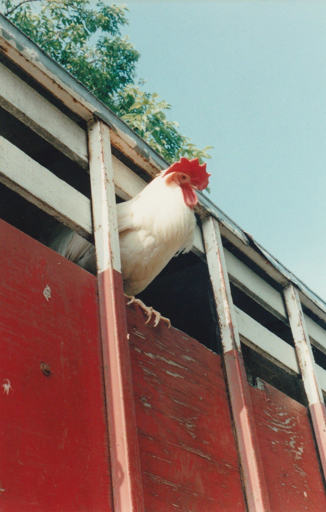 This rooster was on the farm and would roost up there to stay
away from the Blue Healer who did not like him.