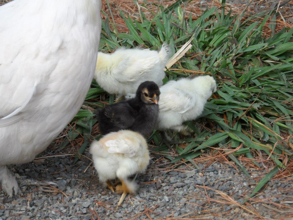 This seasons chicks hatched February, now 1-2 months old.