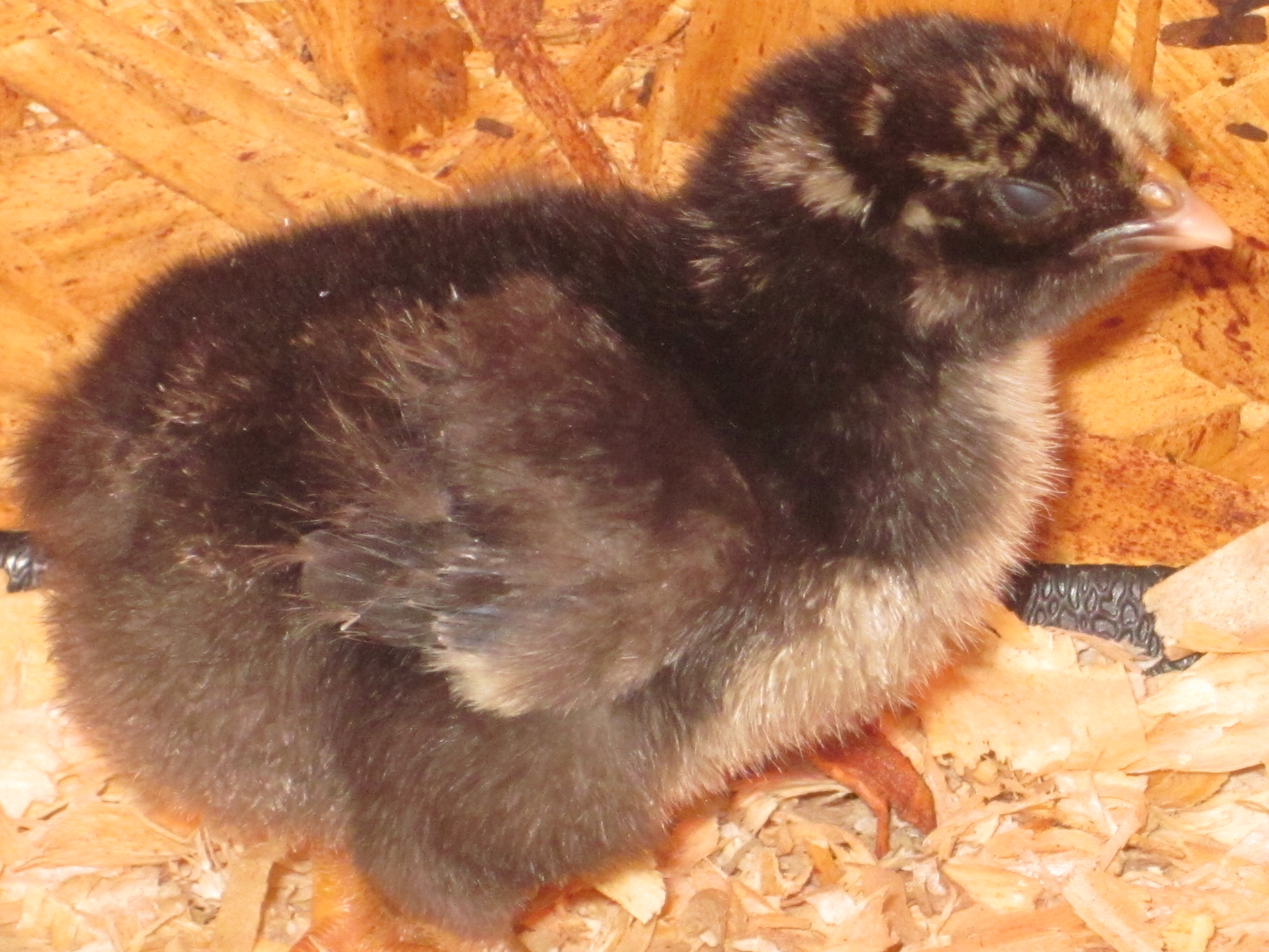 This seems to be the odd bird out.  The most jumpy of the bunch too.