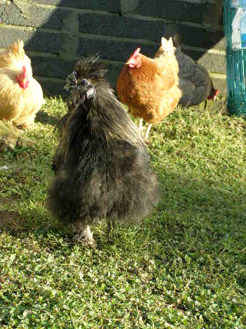 This Silkie Cockerel may not win any prizes, but it doesn't stop him strutting his stuff.