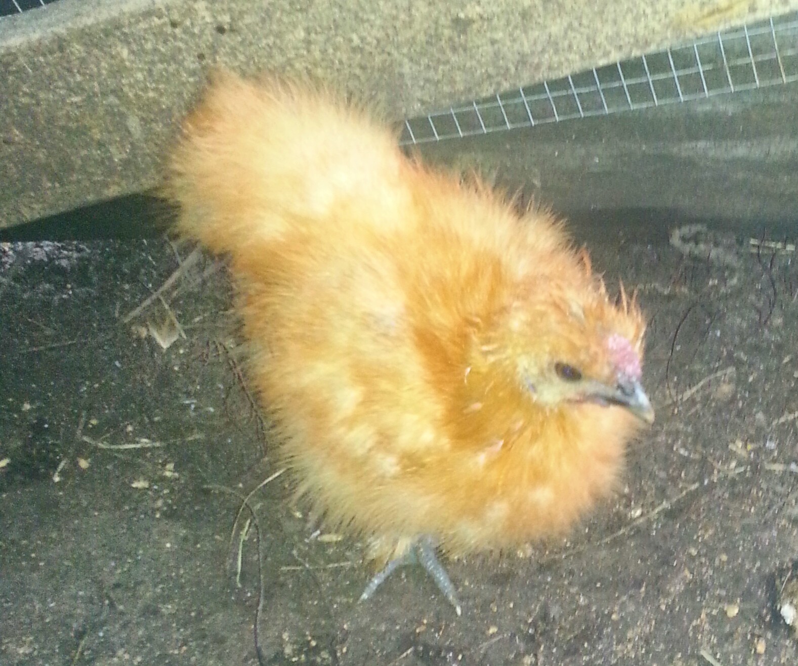 This silkie's name is Annibelle.