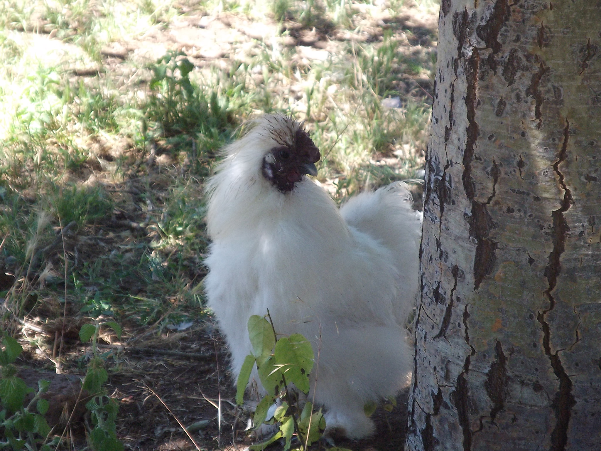 This simultaneously handsome and silly-looking boy here is one we call George. He's our most tamed chicken and will come when called. He's also very soft! He's my favorite chicken of our whole flock and I don't know what I could do without him.

Btw- His breed is Silkie in case you hadn't noticed yet ;)