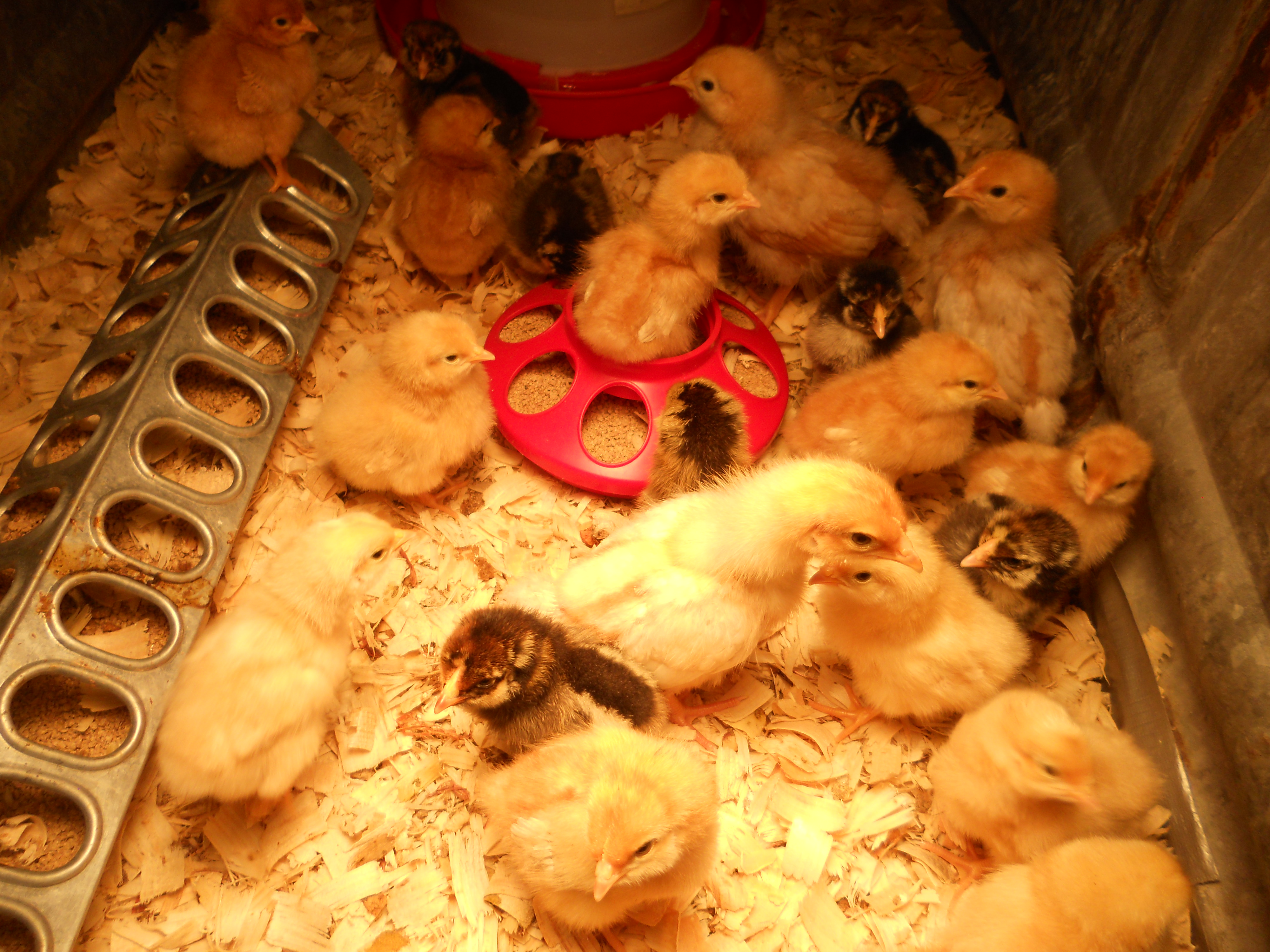 this spring's chicks