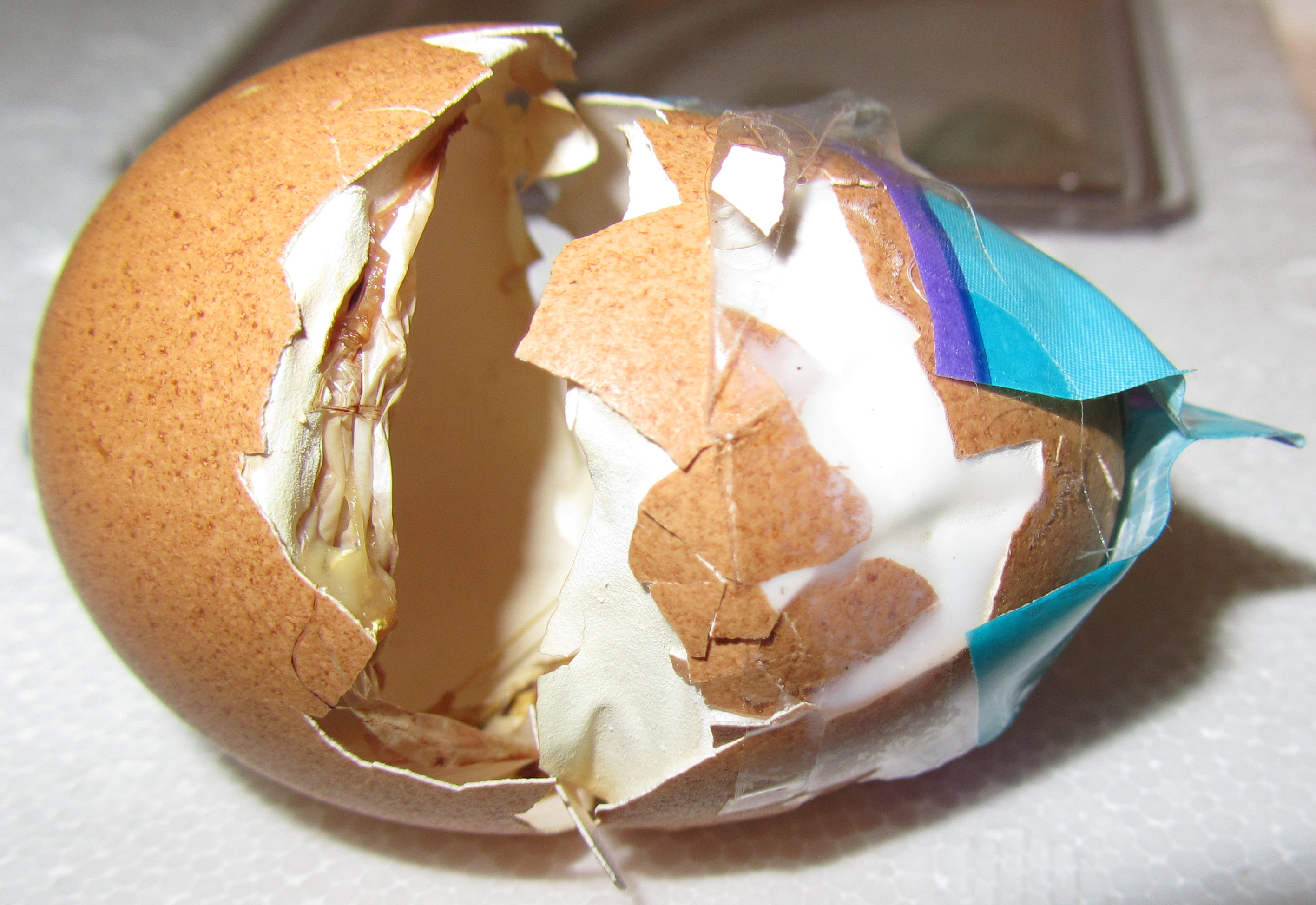 This view shows the extent of the damage to the egg and what we taped up.  This side has clear tape so you can see how much shell was missing, having flaked off after getting stepped on.
