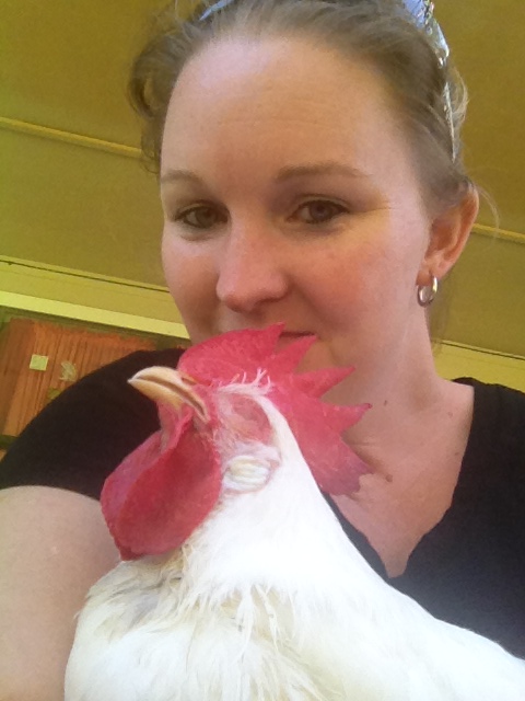 this was a little blue chick i got from the fleamarket, and he's now a beautiful big white leghorn rooster :)