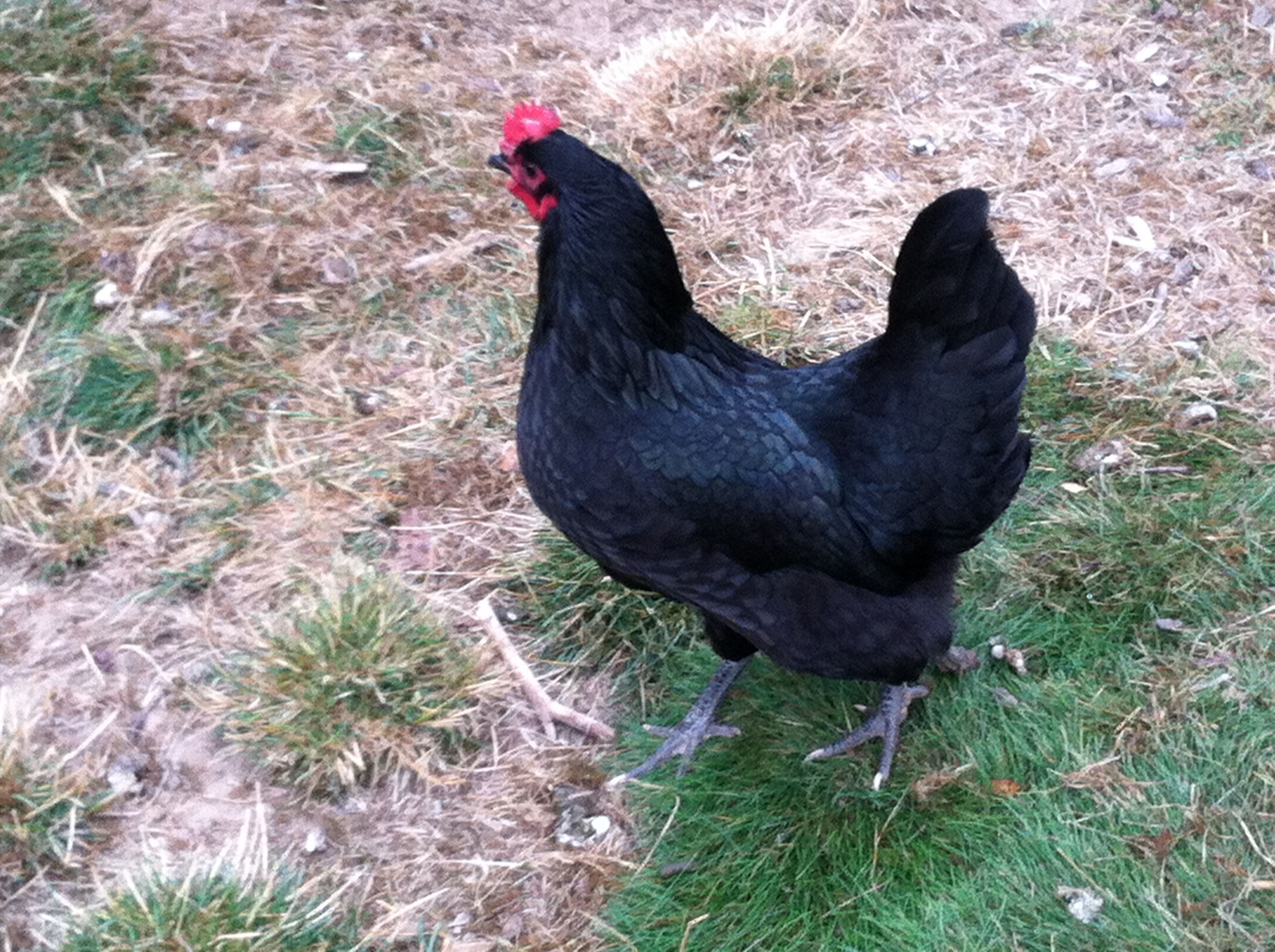 This was an Australorp hen that we had to get rid of.  It took over the job of a rooster and began 'crowing' (or at least attempting to crow every morning)