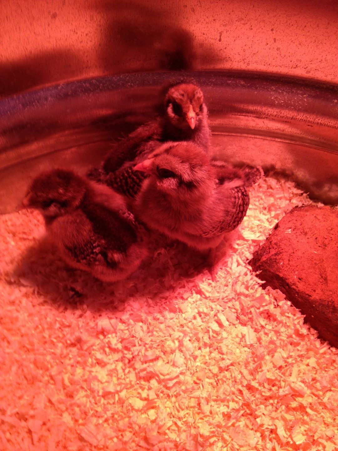This was day 1 or 2 in their new home.
