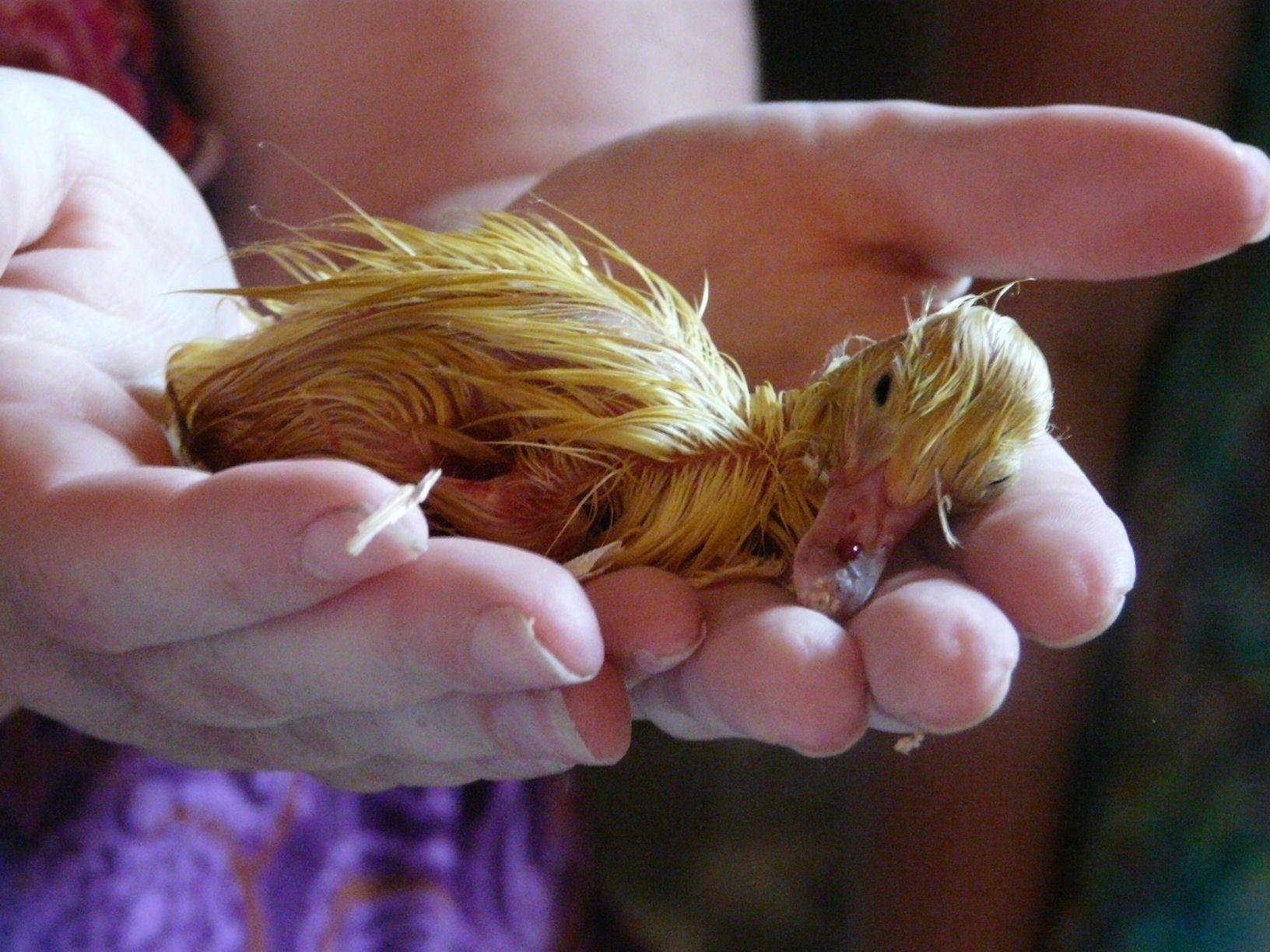 This was Freddie, just minutes after I found him abandoned on the floor of the chicken coop. He has blood on his bill because his mother attacked him and tried to kill him.