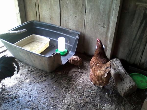 This was half of an old dog house that I flipped over to keep the water in, it keeps the water from getting filled with dirt.