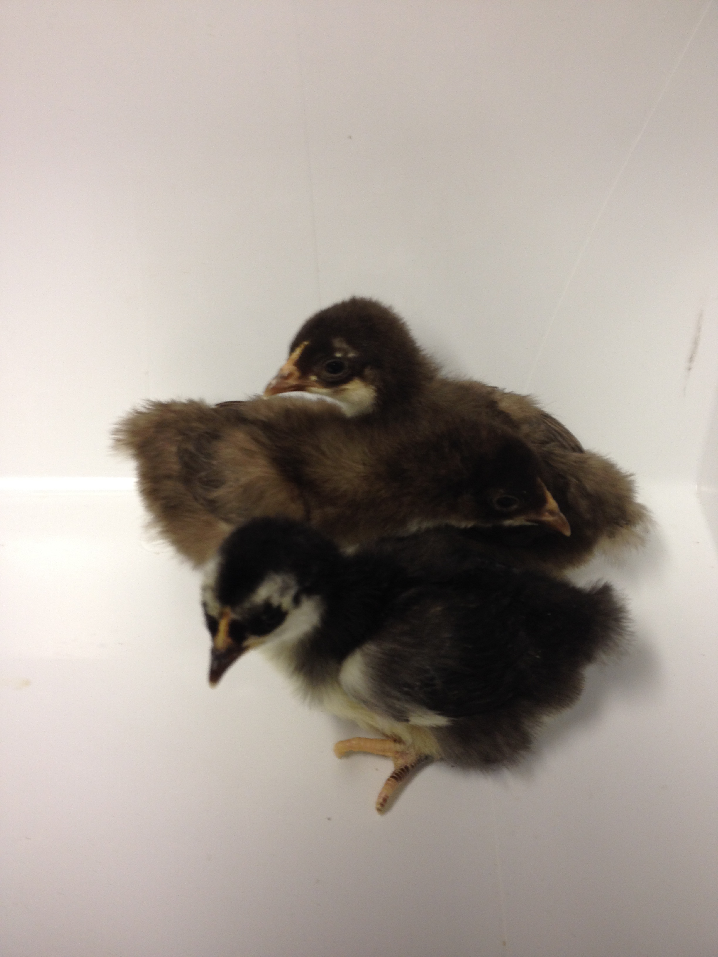 This was hatch one, with my black throwback girl and the Black Split male. The one in front is likely to be just like her with that Penguin look, the center one is brown, and the back one might be black.