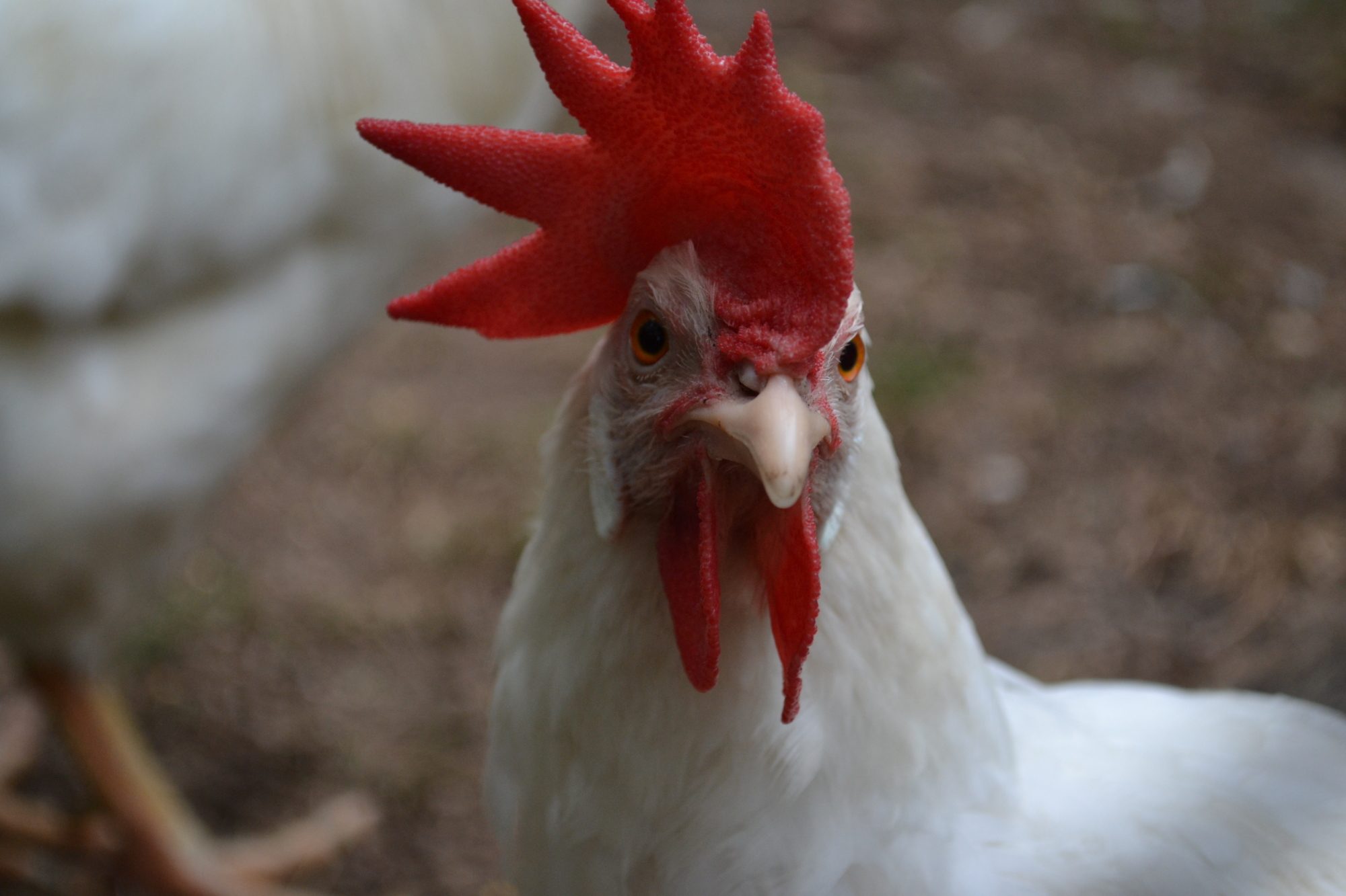 This was Maybelline (leg horn). She was originally Albert's girl but she passed away due to an engery. She was super sweet and layed the best eggs. The funny thing is when we first got her, I commented that she was ugly because she was skinny and had a really long neck- but she grew on me. Every day she would be by the fence waiting to see if I brought her, her usual treat. I miss her
