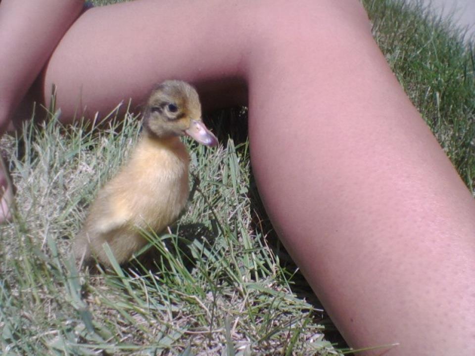 *
This was my duckling marley when we got her at 2 days old.