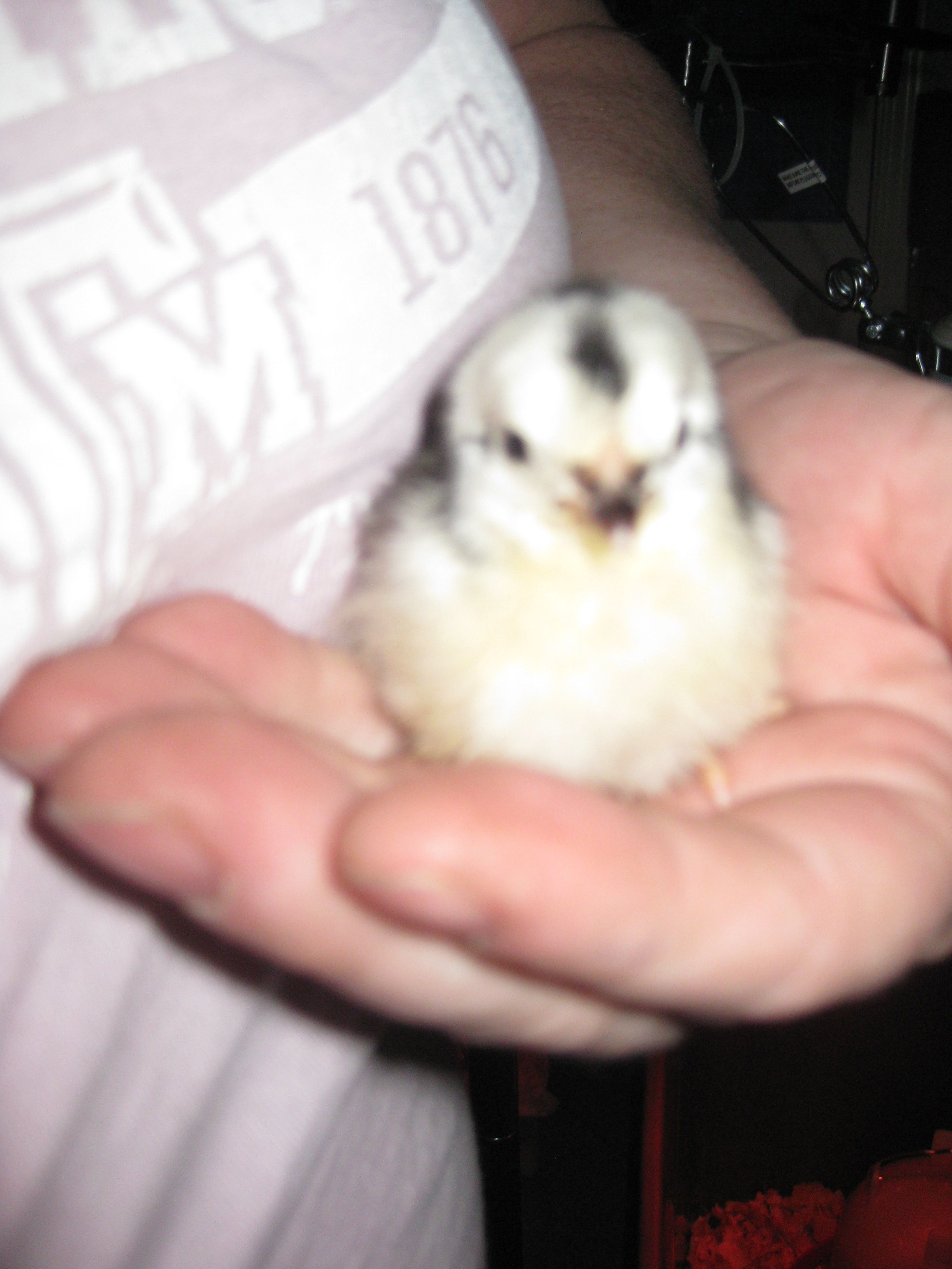 This was my first Bantam.  Turned out to be a Roo and I could not keep him.  I cried because he was my buddy.