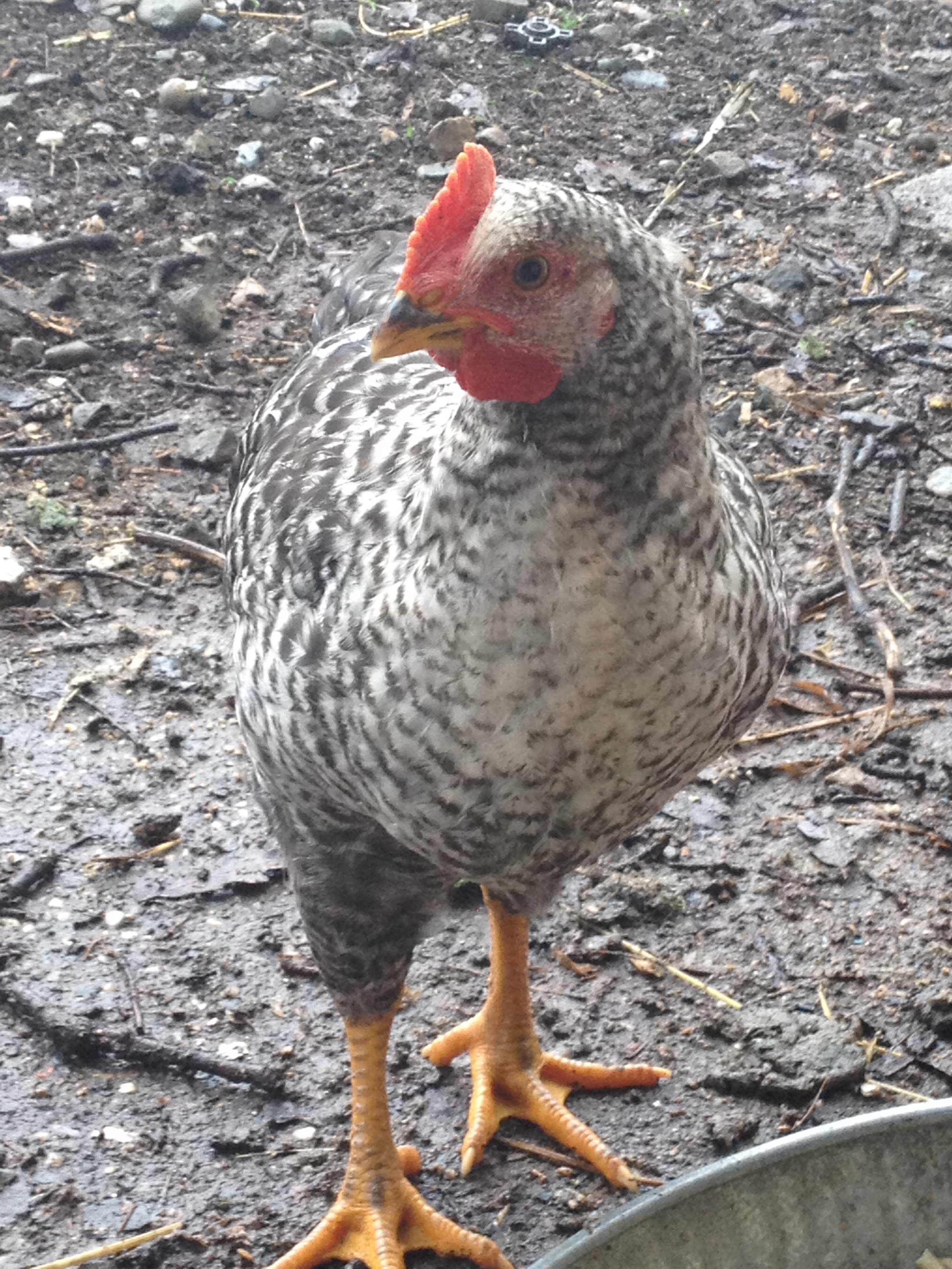 This was my first hatch from my black silkie, Tiny and my barred rock rooster, Walter.  I had 3 hatch, one disapeared and the other 2 are roosters.