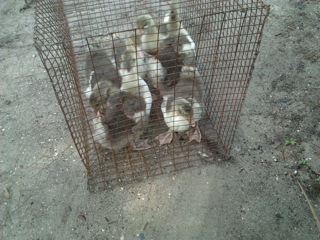 This was my first view of the new goslings.  A cage full of fluff.