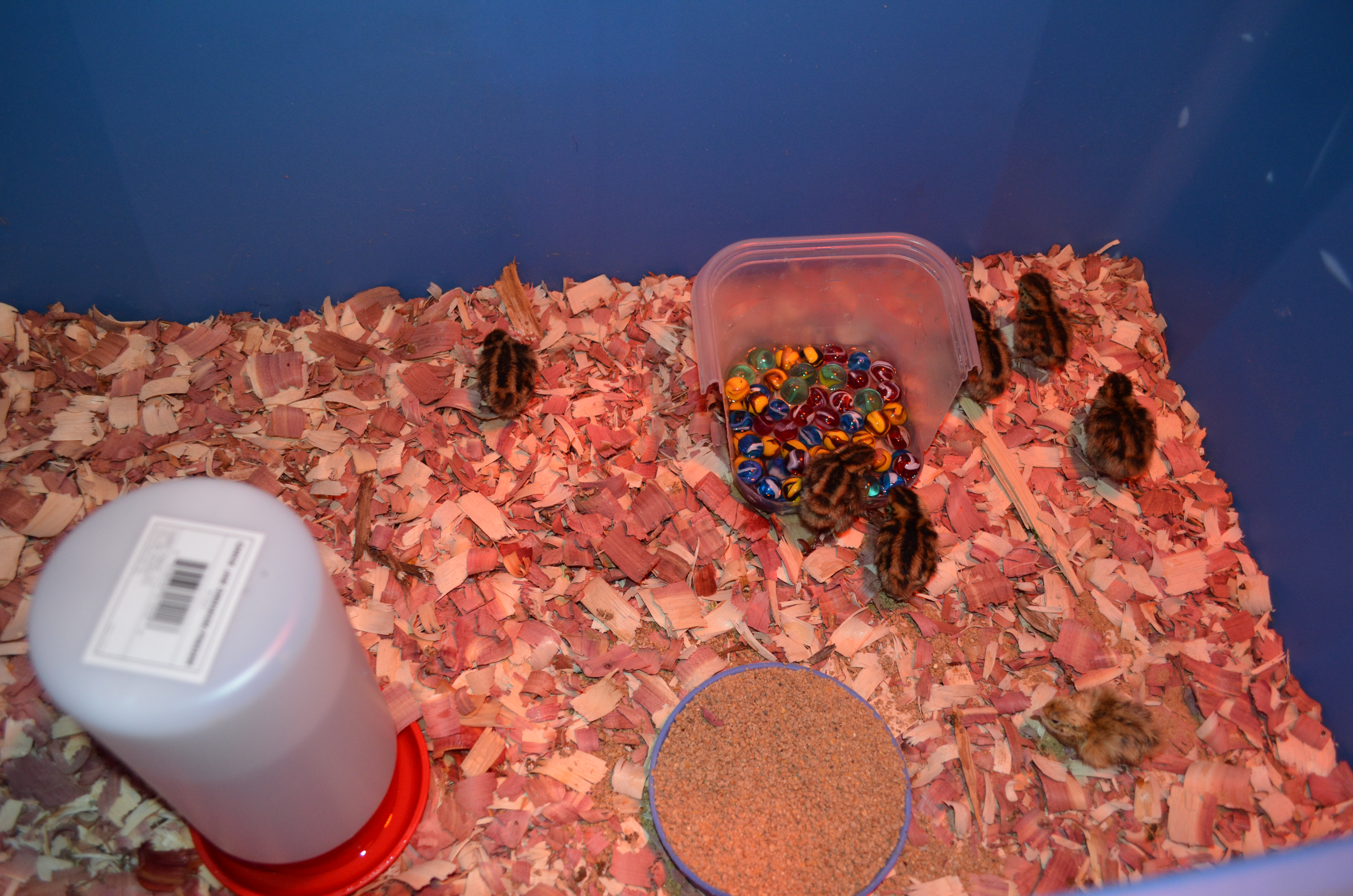This was my last and final attempt at hatching these darn birds. Corounix Quail. 3 attempts and only ended up with one. This batch went into the incubator with 15 eggs. 99.5 degrees the whole time. Never rotated the eggs. Literally put them in and forgot about them. Woke up a few days ago and SURPRISE 7 fully fluffed up babies! The other eggs did not hatch only because of some small cracks in the shell and some were not even fertilized...(didn't candle them this time around). They are healthy and doing fantastic!