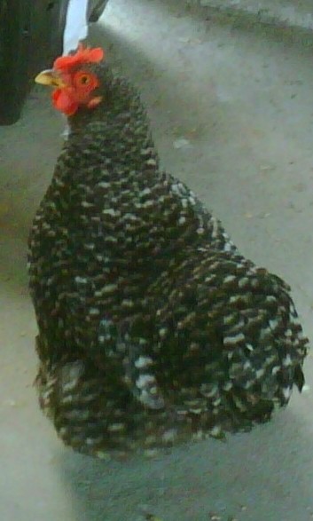 This was my little breezy.  She was a barred bantam cochin.  She passed away last winter from old age.