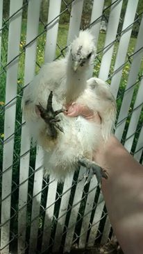 This was my silkie snow, the cutiest little ninja and just recently got its top hat. It disappeared. :( All of my babies were out in the yard when i got home from work and this little guy was the only one that wasnt around. Not even so much as a feather left behind. :(