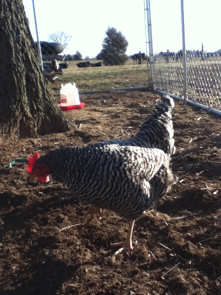 This was one of my older hens from last year. She was killed by some kind of a fox or possum or coyote..... At least I still have chickens though!! haha