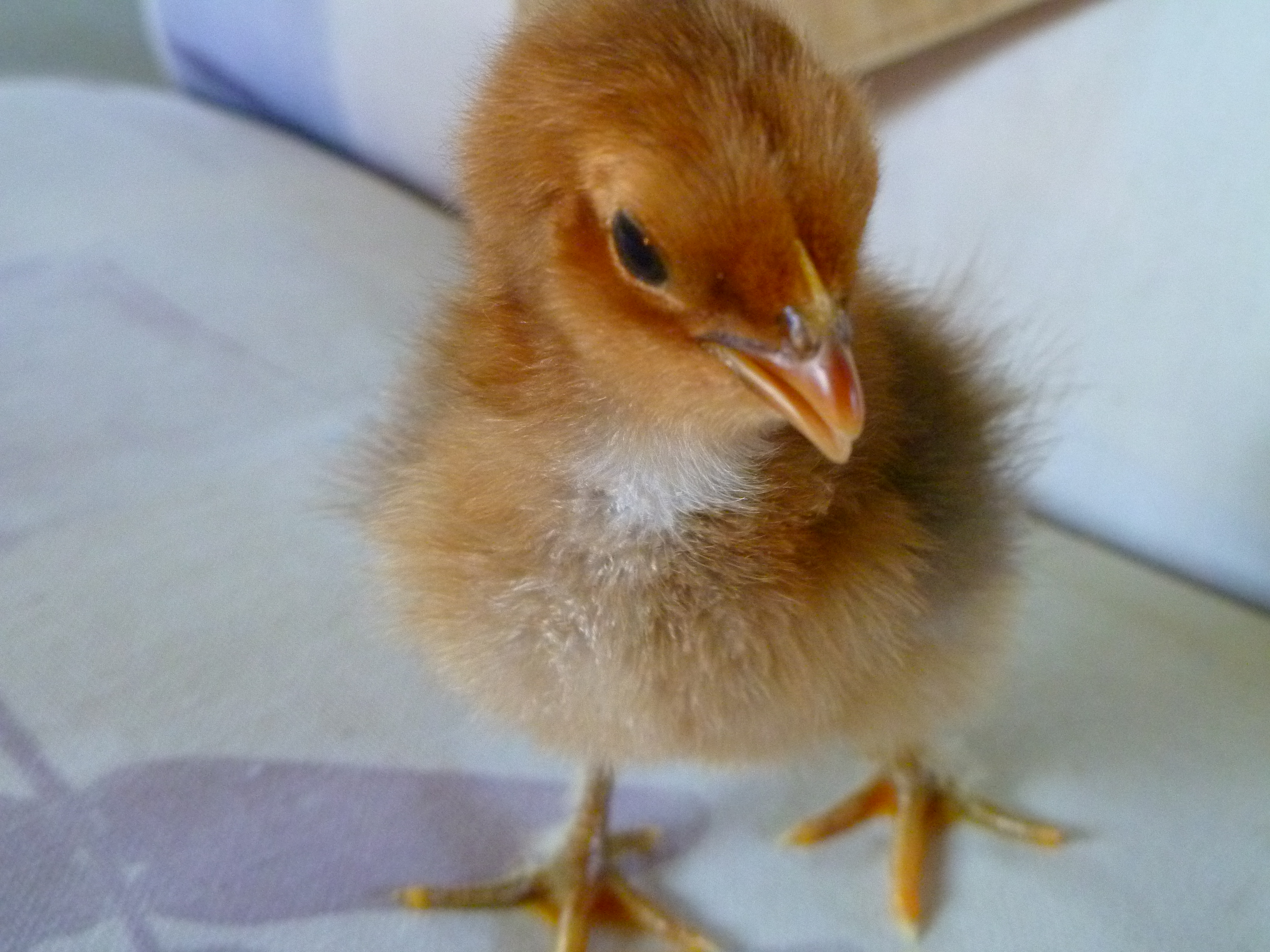 This was one of the chicks I helped.  He is very big and strong and probably just had a hard time getting out of his little egg.  His mom is a Black Copper Marans and his daddy is an Orpington.  CUTE!