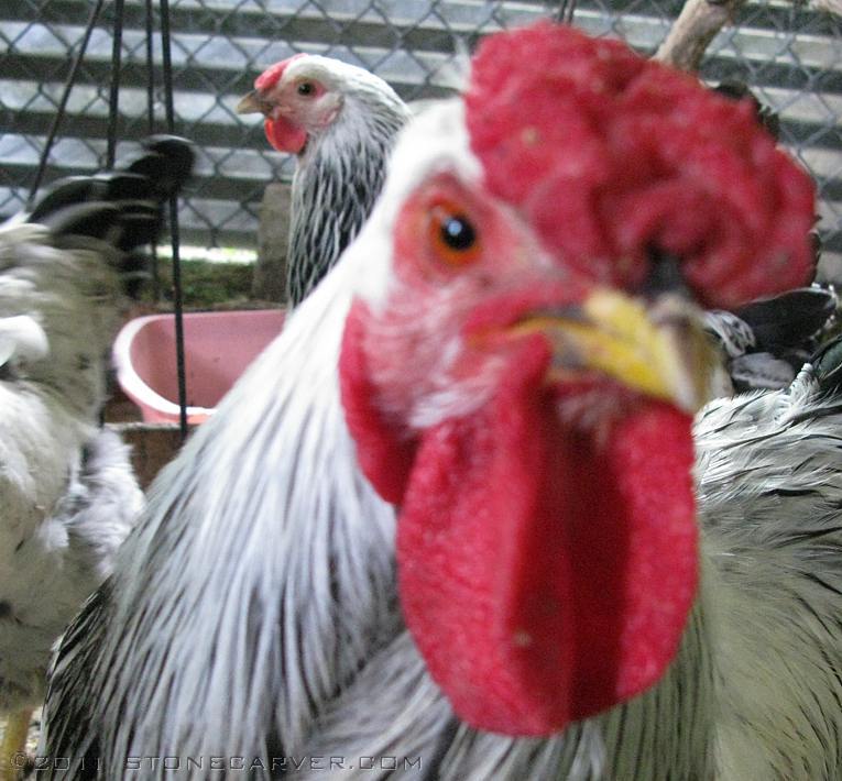 This was our first Rooster, Roostie. He was great, but a raccoon broke in and he died putting up a huge fight while trying vainly to protect Little Momma and Big Momma. R.I.P.
