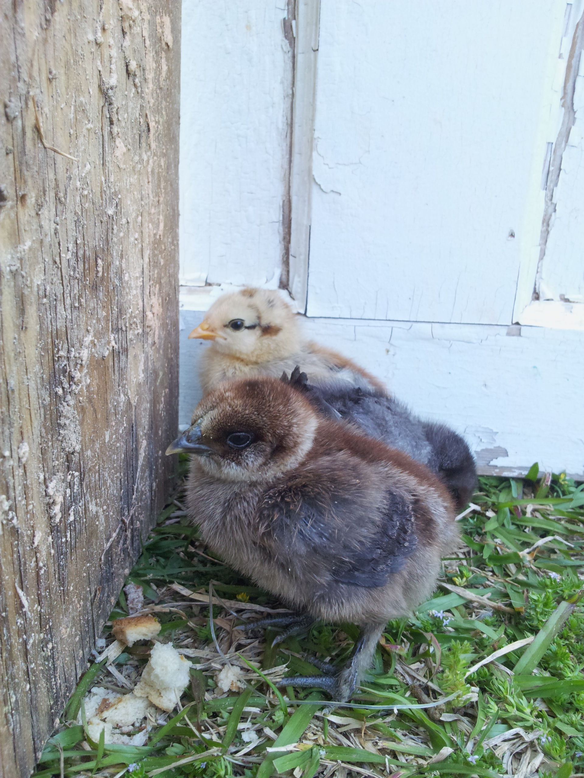 This was our first time taking them outside. They were shy at first but as you can see in the next photo they quickly began running and scratching all over the place.