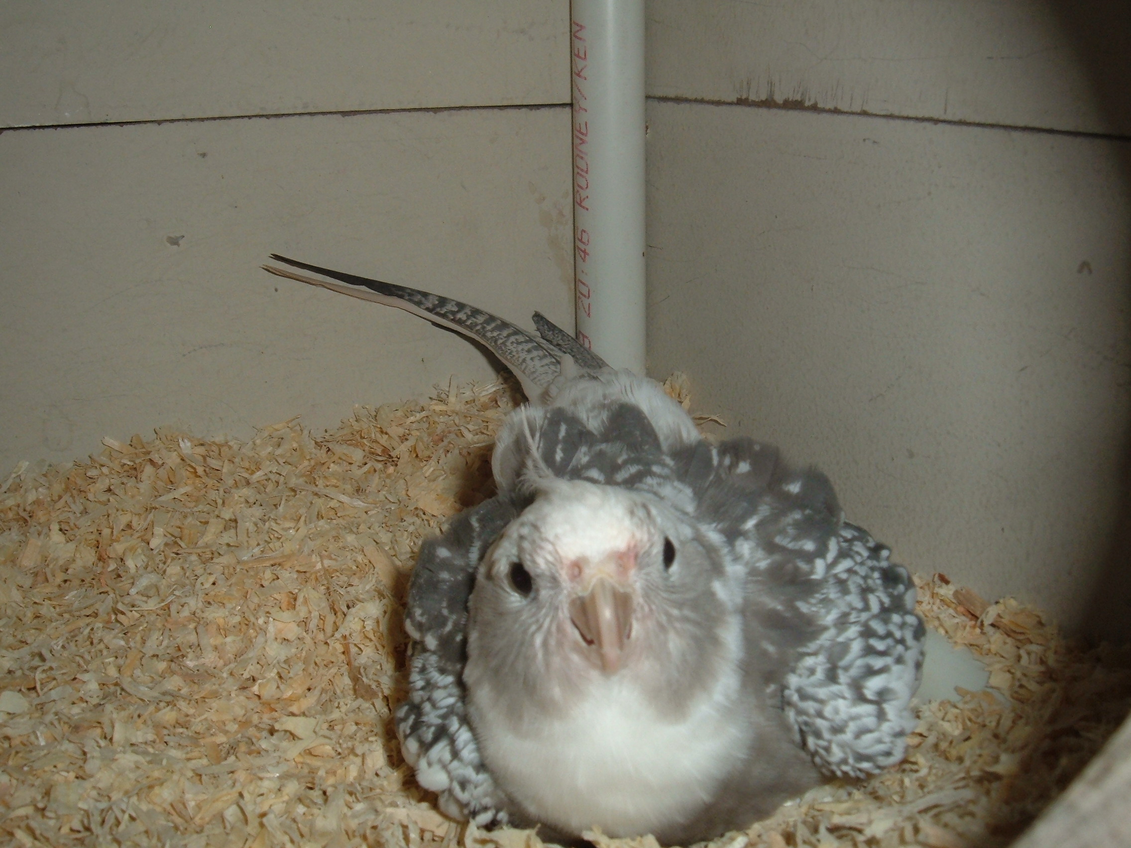 This was Rice in her prime. sadly she is no longer with us due to an impacted colon. She was a White-faced, Pearl, Pied Cockatiel, she was the wife of Mudd.