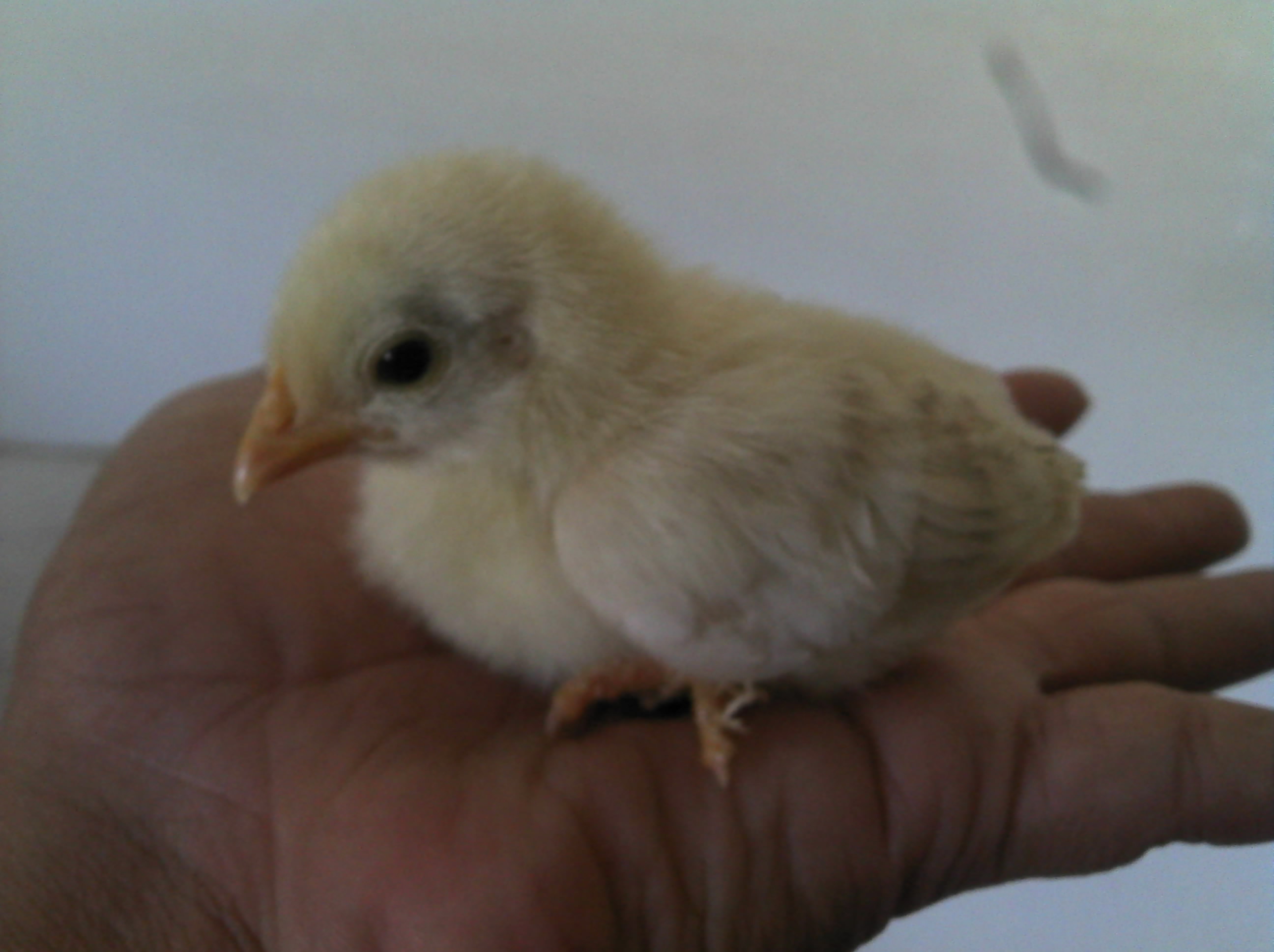 This was roach's brother but got eaten by our chihuahua when she was pregnant :"-(