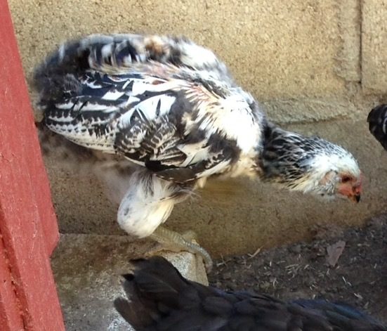 This was supposed to be a blue egg laying Easter Egger named Tia Maria....now he is clearly a he, and named Aztec, given his cool coloring. About ten weeks here.